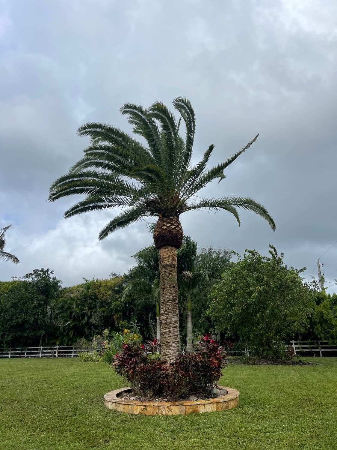 Tree Care